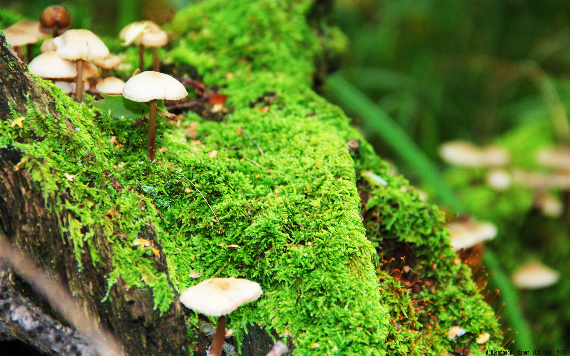 死神降临!杜兰特孤注一掷点燃赛场,骑士鏖战决胜局惊险鹈航