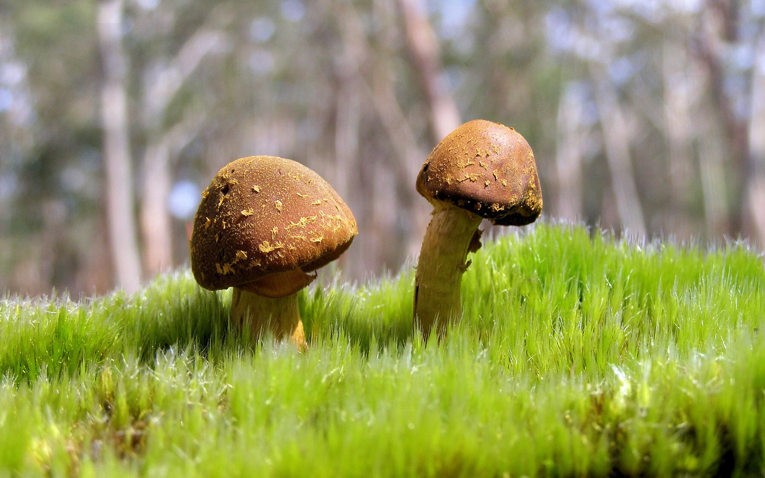 足球运动员打进NBA季后赛？三笘薰刷屏背后的传播迷思