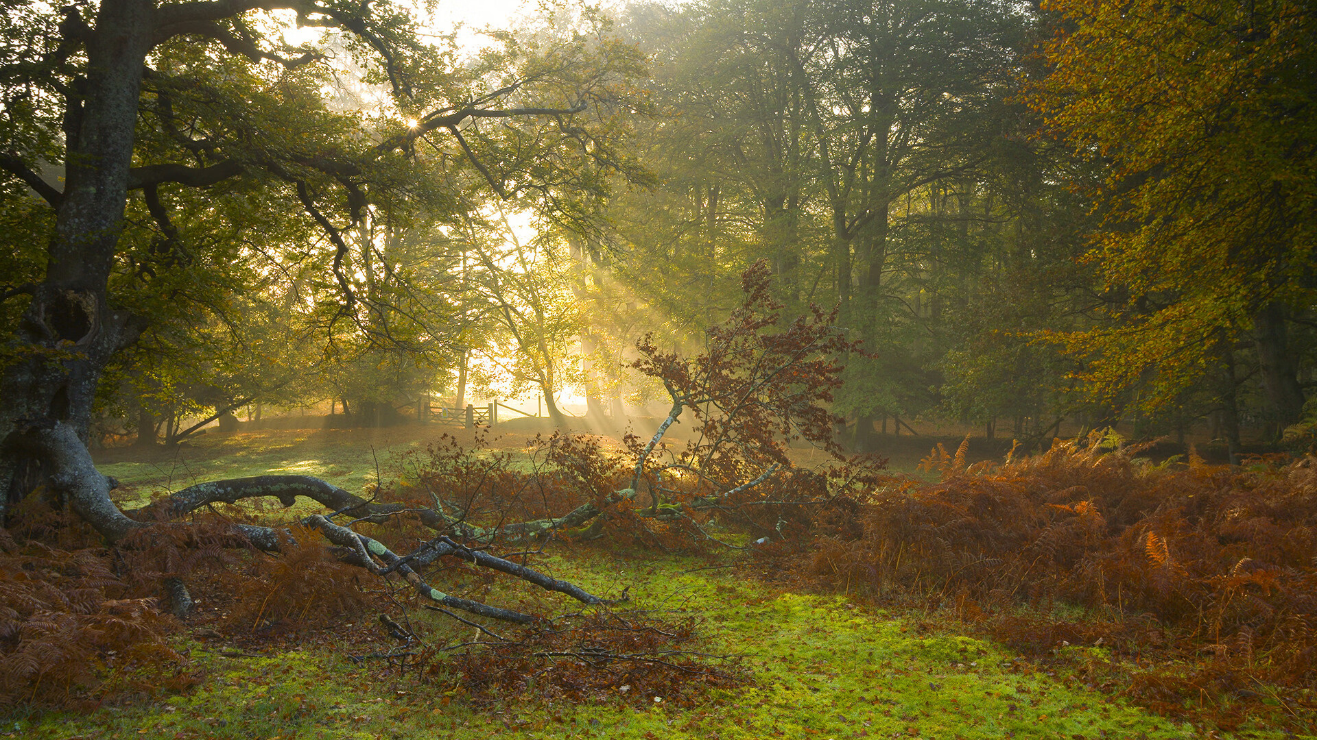 德布劳内赛后评分拉满!美加墨世界杯之夜,他让大师的定义再次刷新
